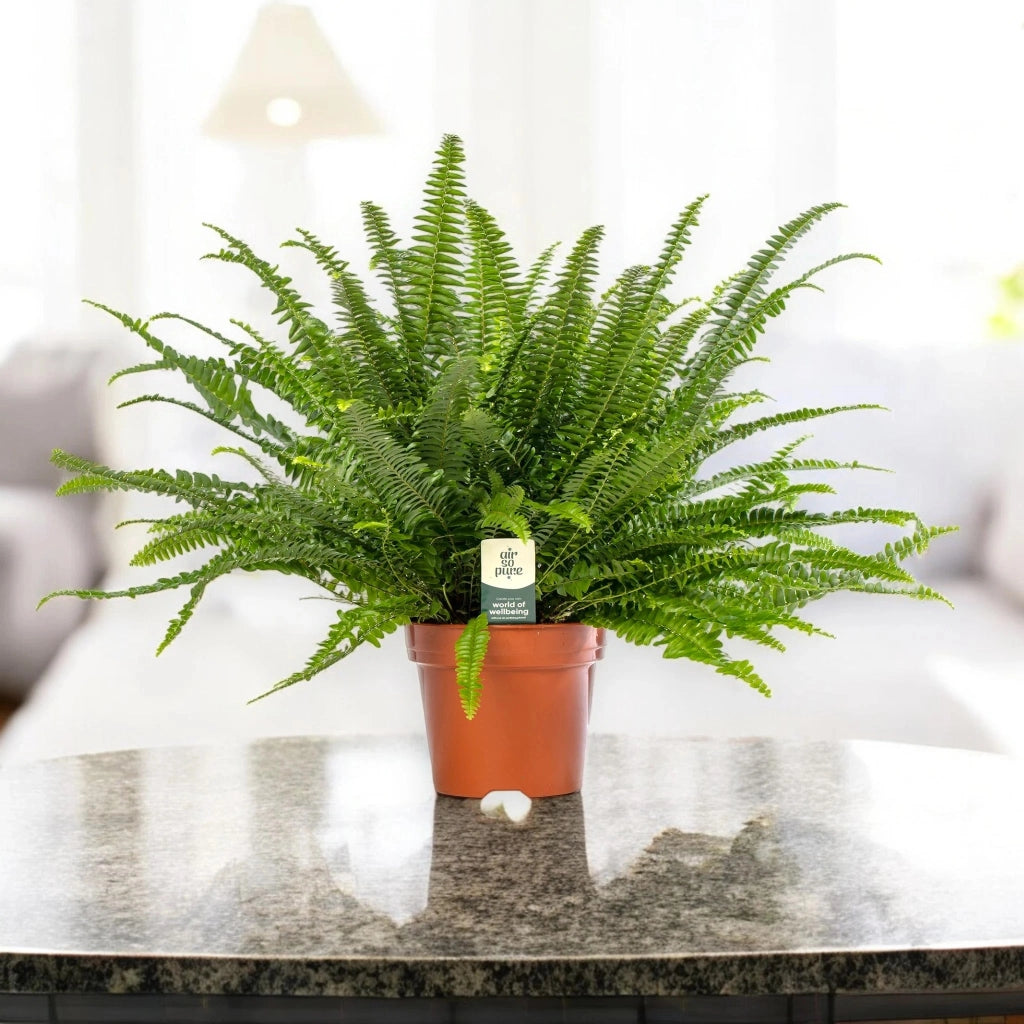 Gardenaria Nephrolepis exaltata 'Green lady' - Pianta da interno ornamentale Altezza: 45 cm (vaso 17)