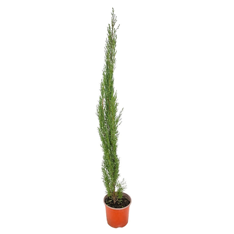 Pianta Albero di CIPRESSO TOSCANO SEMPREVIRENS PIRAMIDALE vaso 17 cm FOTO REALE