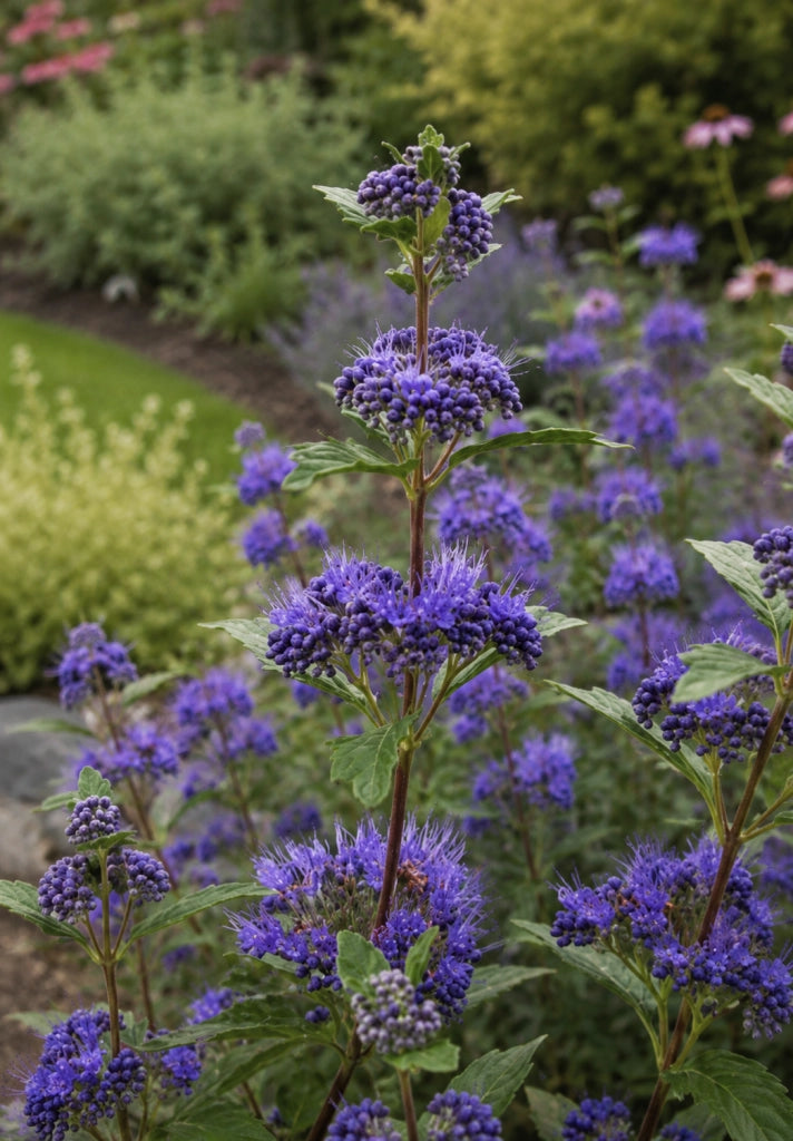 Gardenaria Caryopteris clandonensis 'Grand Bleu' - Arbusto ornamentale da giardino Altezza: 40/60 cm (vaso19)