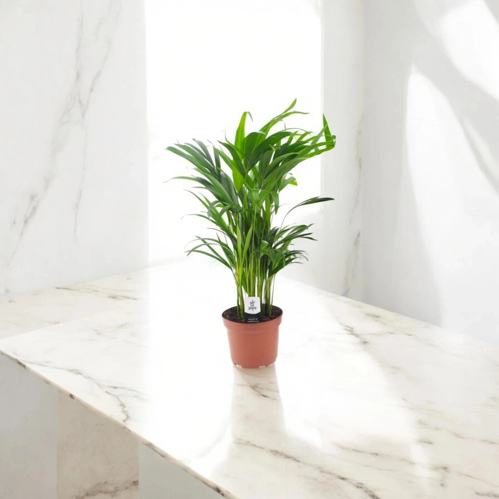 Gardenaria Areca - Dypsis lutescens - Pianta da interno ornamentale Altezza: 110 cm (vaso 22)