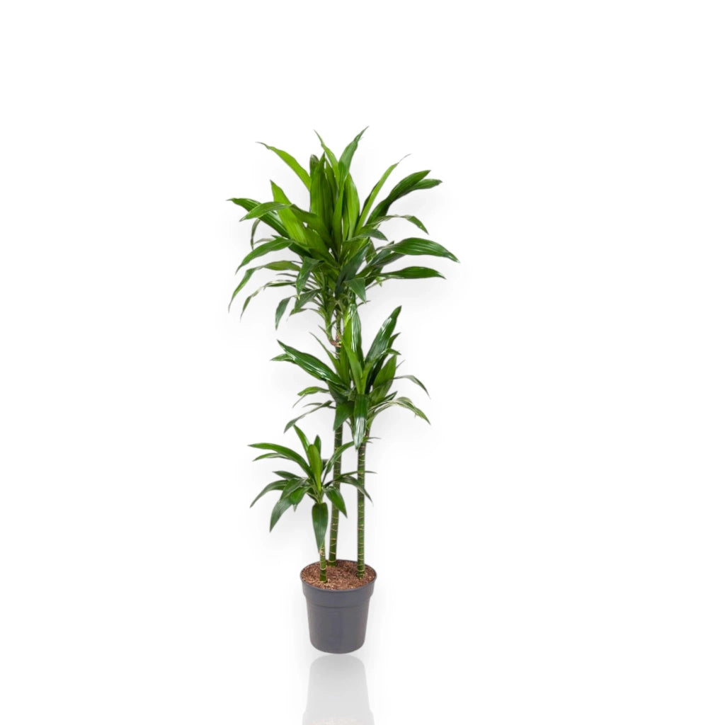 Gardenaria Dracaena fragrans 'Janet craig' - Pianta da interno ornamentale Altezza: 100 cm (vaso 24)