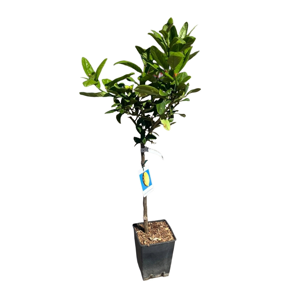 PIANTA ALBERO limone CEDRO DIAMANTE VASO 18CM agrumi di sicilia AMDGarden
