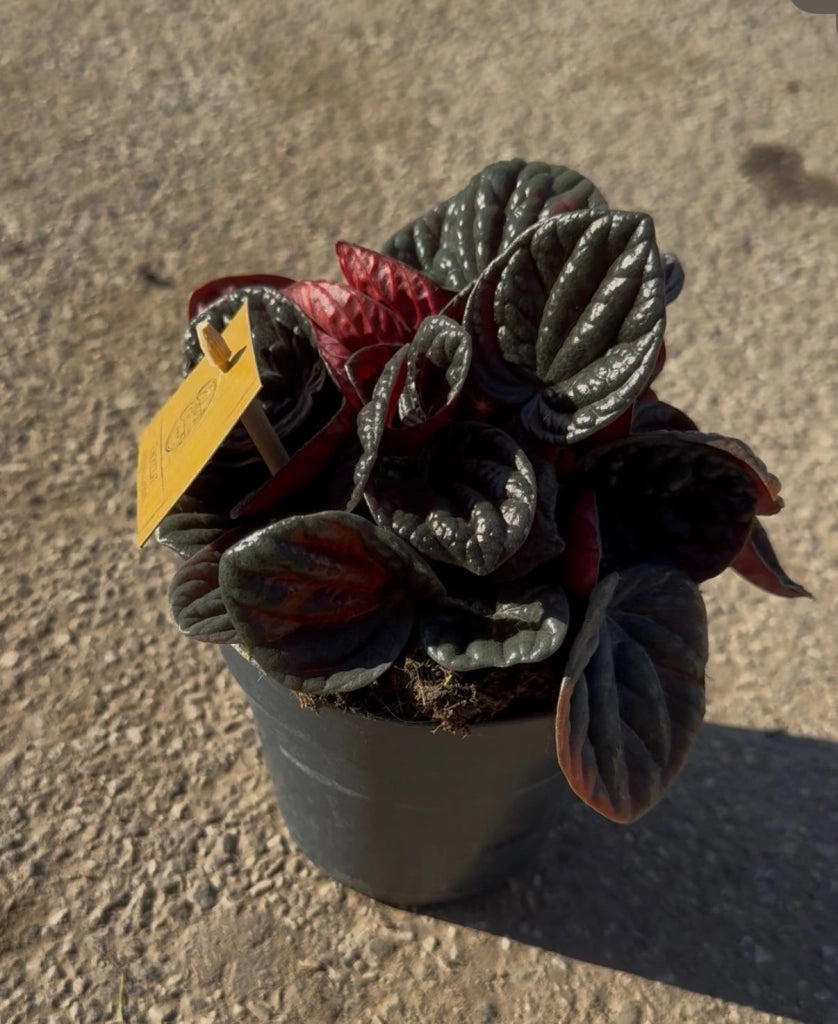 Peperomia “Other Chocolate” –  (vaso 12) Pianta d’appartamento compatta con foglie corrugate color cioccolato