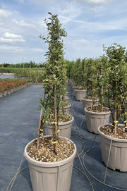 Gardenaria Pyracantha 'Soleil d'or' - Arbusto ornamentale da giardino Altezza: 50/70 cm (vaso19)