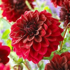 Bulbi di Dalia Edinburgh Rosso/Bianco – Bicolore elegante