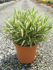 Gardenaria Bambù Nano Fortunei - Pleioblastus fortunei - Bambù ornamentale da esterno Altezza: 30 cm (vaso 16)