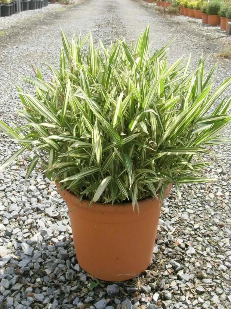 Gardenaria Bambù Nano Fortunei - Pleioblastus fortunei - Bambù ornamentale da esterno Altezza: 30 cm (vaso 16)