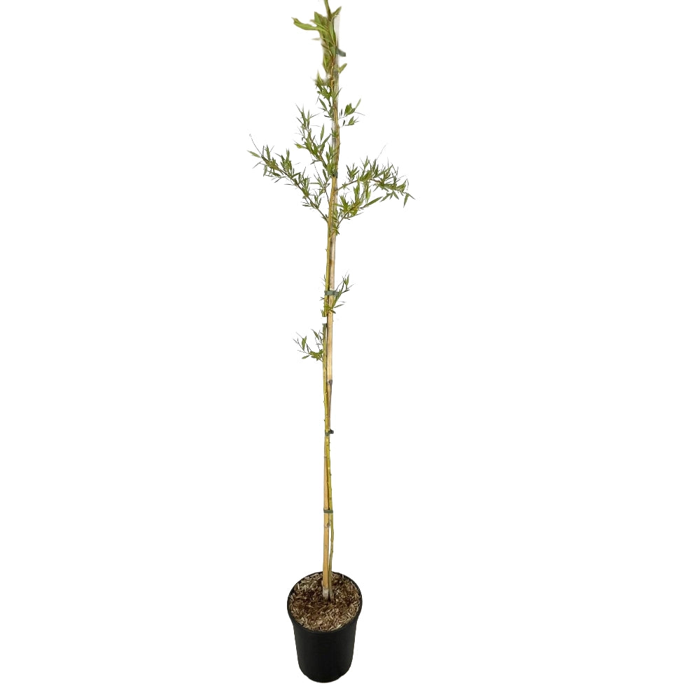 Pianta di Salice Piangente Dorato SALIX BABYLONICA CHRYSOCOMA in vaso 24 cm AMDGarden