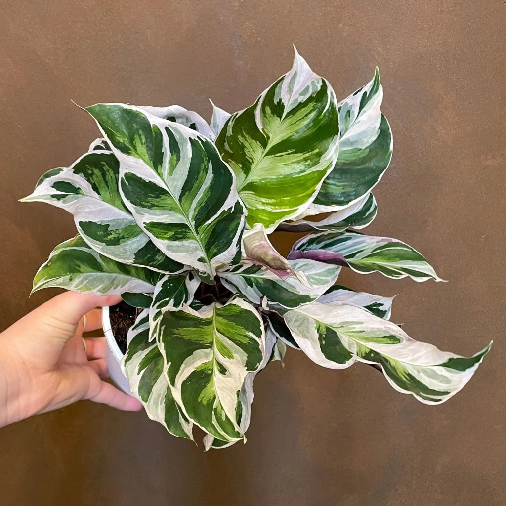 Gardenaria Calathea 'White Fusion' - Pianta da interno ornamentale Altezza: 45 cm (vaso 11)