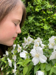 Gardenaria Filadelfo - Philadelphus 'Petite Perfume White' - Arbusto ornamentale da giardino Altezza: 40/60 cm (vaso19)