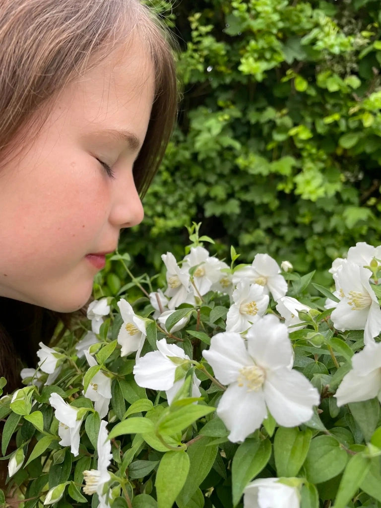 Gardenaria Filadelfo - Philadelphus 'Petite Perfume White' - Arbusto ornamentale da giardino Altezza: 40/60 cm (vaso19)