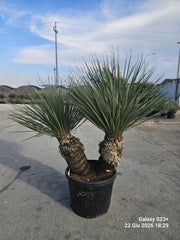 Dasylirion Serratifolium Vaso 90 cm Pianta Architettonica Sempreverde