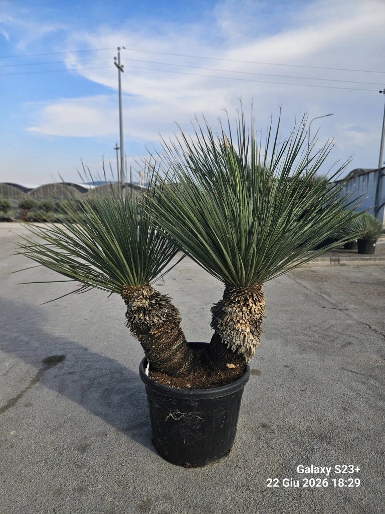 Dasylirion Serratifolium Vaso 90 cm Pianta Architettonica Sempreverde