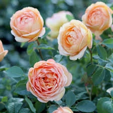 Rosa Barni Lady of Shalott cespuglio rifiorente profumato ornamentale