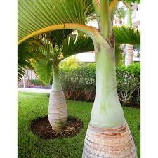 Hyophorbe lagenicaulis H 2,2 m vaso 55  Palma bottiglia ornamentale FOTO REALE
