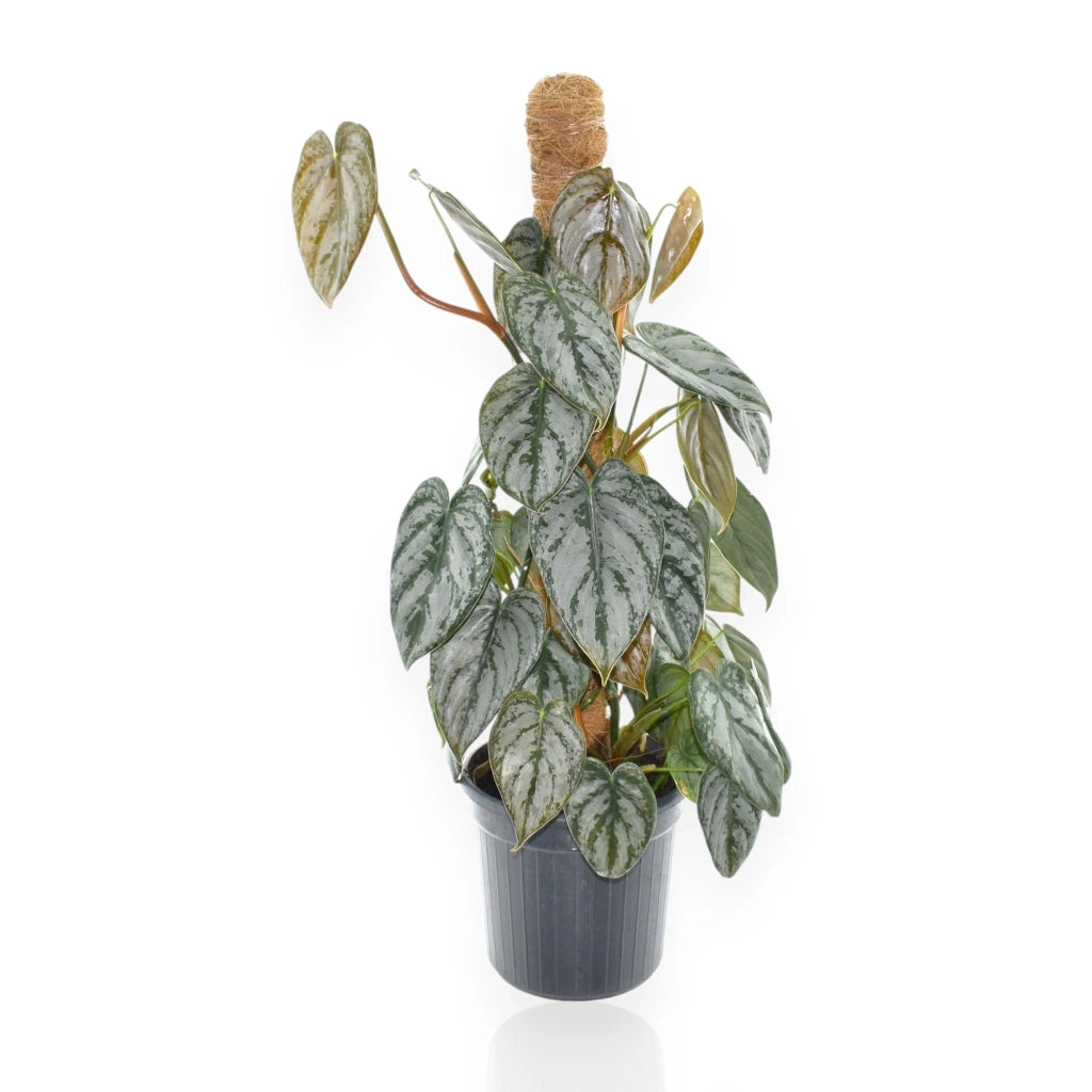 Gardenaria Philodendron brandtianum - Pianta da interno ornamentale Altezza: 30 cm (vaso 12)