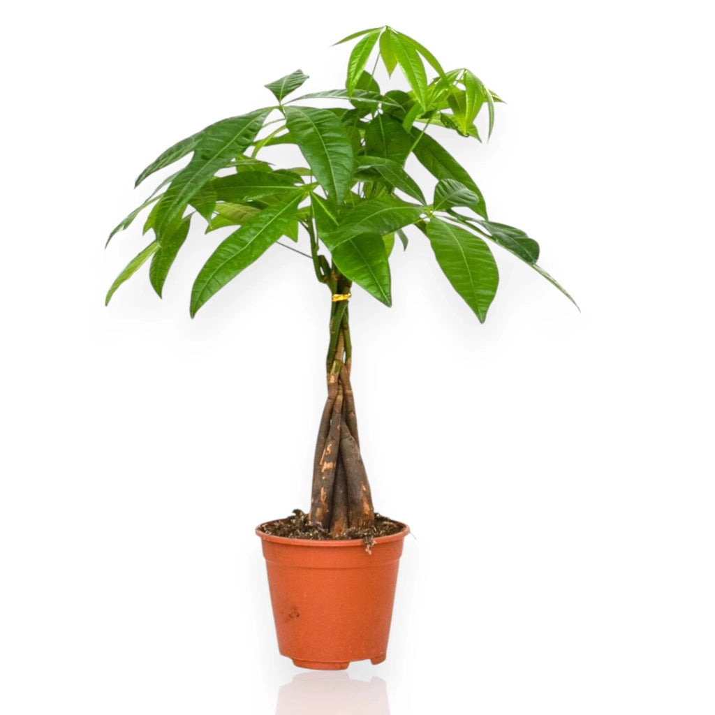 Gardenaria Pachira aquatica - Pianta da interno ornamentale Altezza: 130 cm (vaso 24)