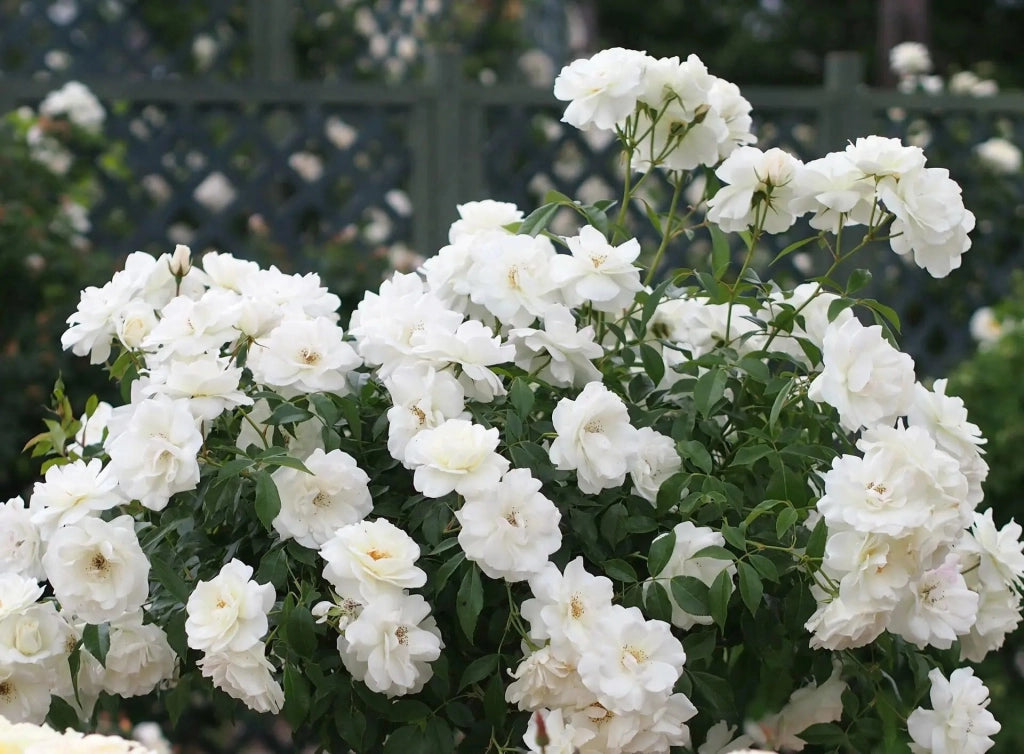 Gardenaria Rosa 'Iceberg' - Rosa da giardino Altezza: 30/35 cm (vaso19)