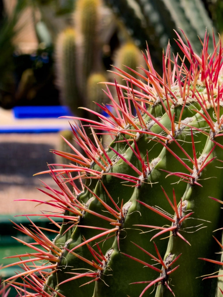 FEROCACTUS STAINESII (CACTUS BARILE) CIOTOLA DM 50 CM