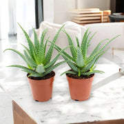 Gardenaria Aloe arborescens - Pianta da interno ornamentale Altezza: 40 cm (vaso 23)