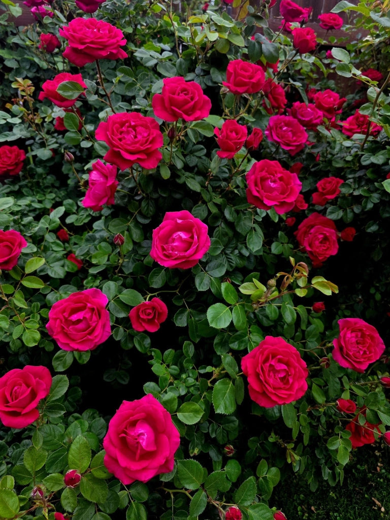 ROSA ICEBERG VASO 24