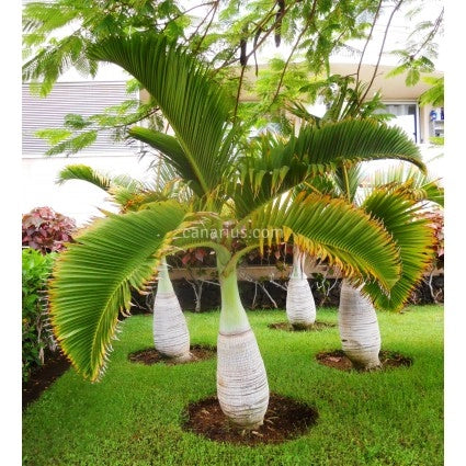 Hyophorbe lagenicaulis H 2,2 m vaso 55  Palma bottiglia ornamentale FOTO REALE