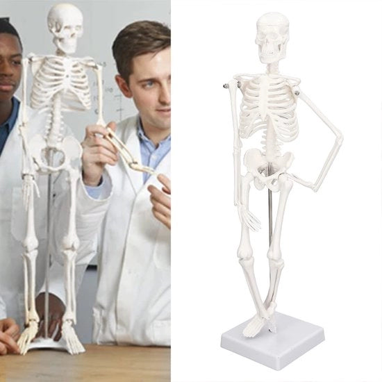 Scheletro Umano Modello 45 cm - Scheletro Anatomico - Arti/Basi Mobili - Scheletro in PVC - Istruzione Medica - Inclusa Staffa di Supporto