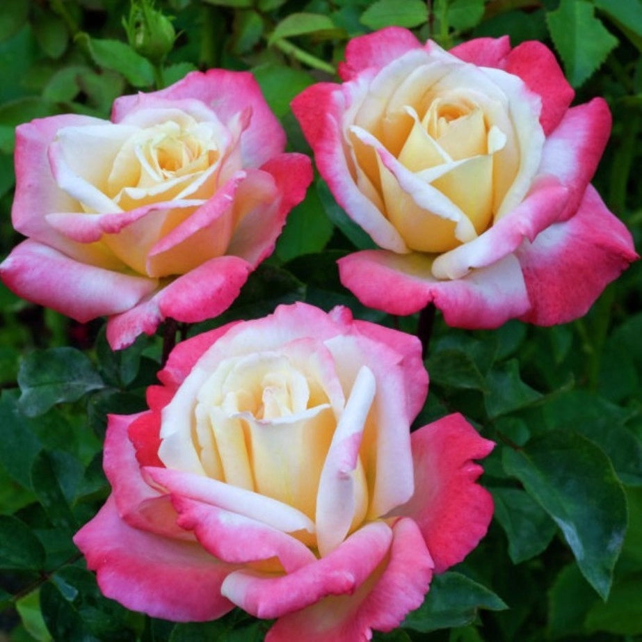 Pianta ROSA LAETITA CASTA ® MEILLAND bicolore vera PROFUMATA vaso 19 cm AMDGarden