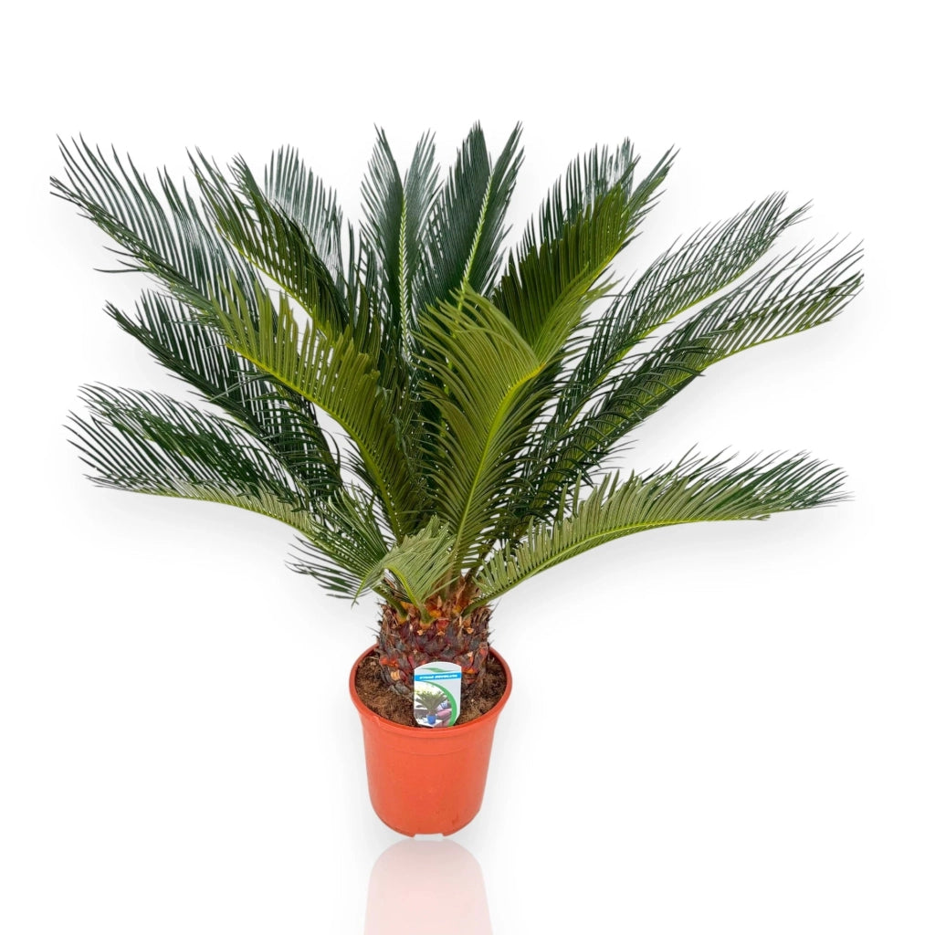 Gardenaria Cycas revoluta - Pianta da interno ornamentale Altezza: 35 cm (vaso 12)