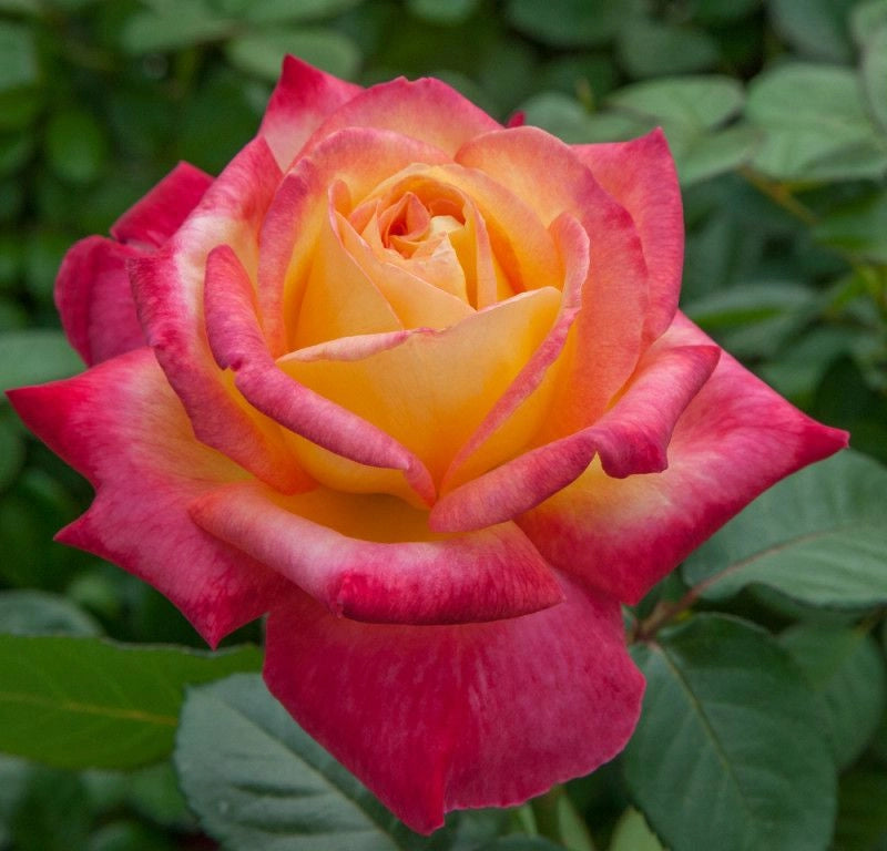 Rosa Oriental Peace ® Meilland Giallo/Rosa cespuglio in vaso 18 cm AMDGarden