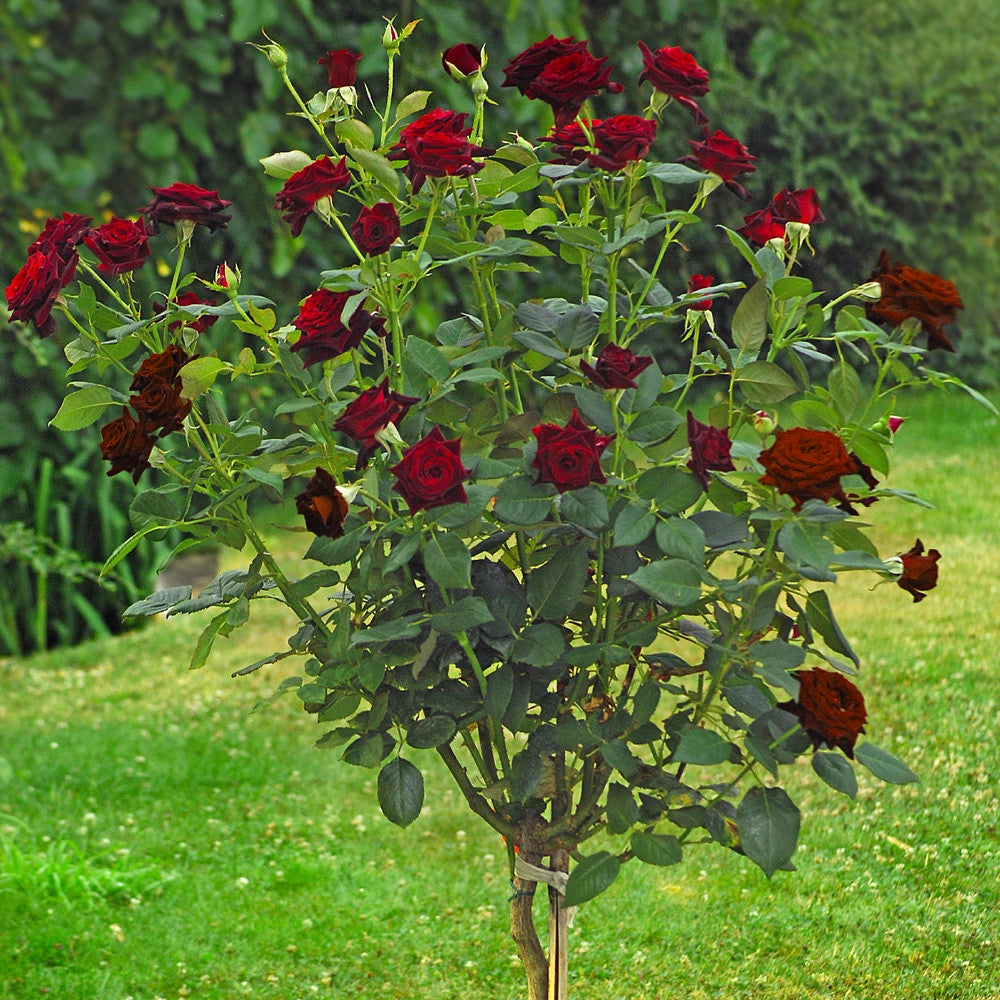Pianta ROSA BREVETTATA BLACK BACCARA ®MEILLAND nera ALBERELLO vaso24 FOTO REALE