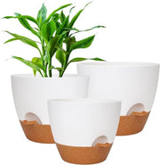 Vaso autoirrigante per orchidee con sistema di irrigazione per grandi piante, vasca per interni ed esterni con sottopiano.