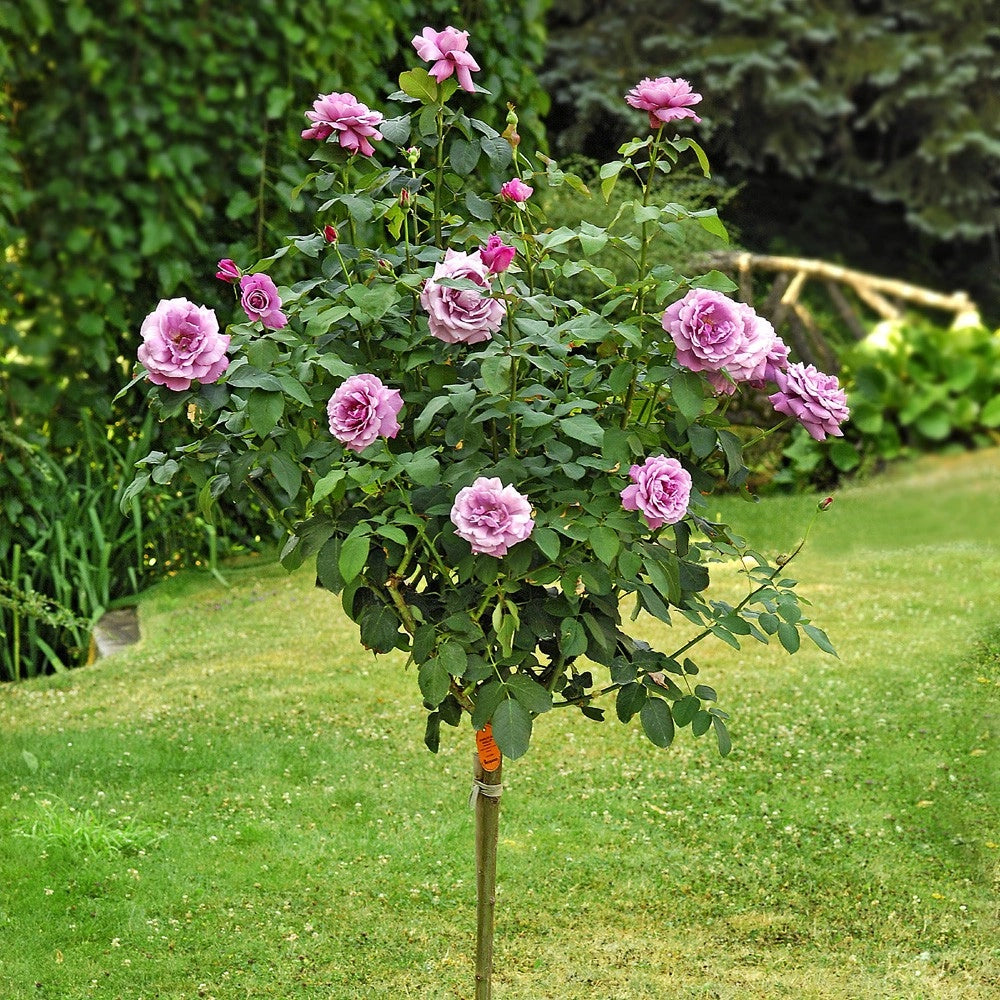 Pianta ROSA CHARLES DE GAULLE ®MEILLAND viola lilla ALBERELLO vaso 24 cm AMDGarden