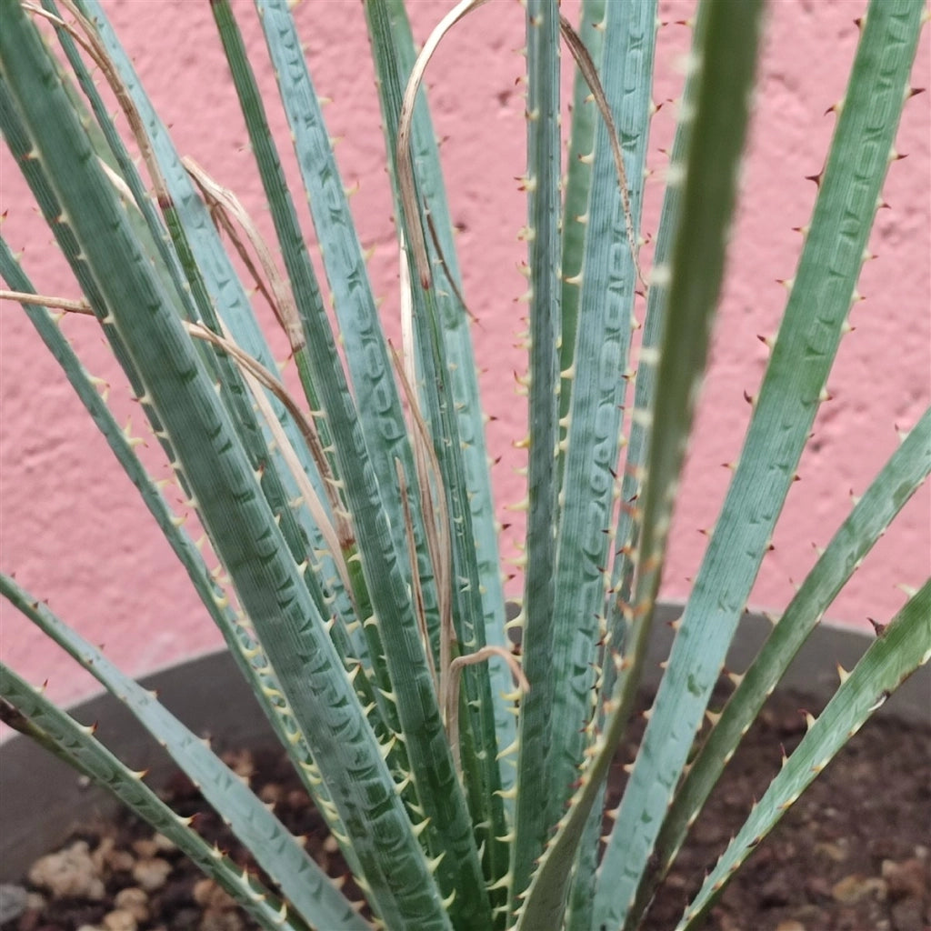 Dasylirion serratifolium – Pianta ornamentale resistente per giardini aridi