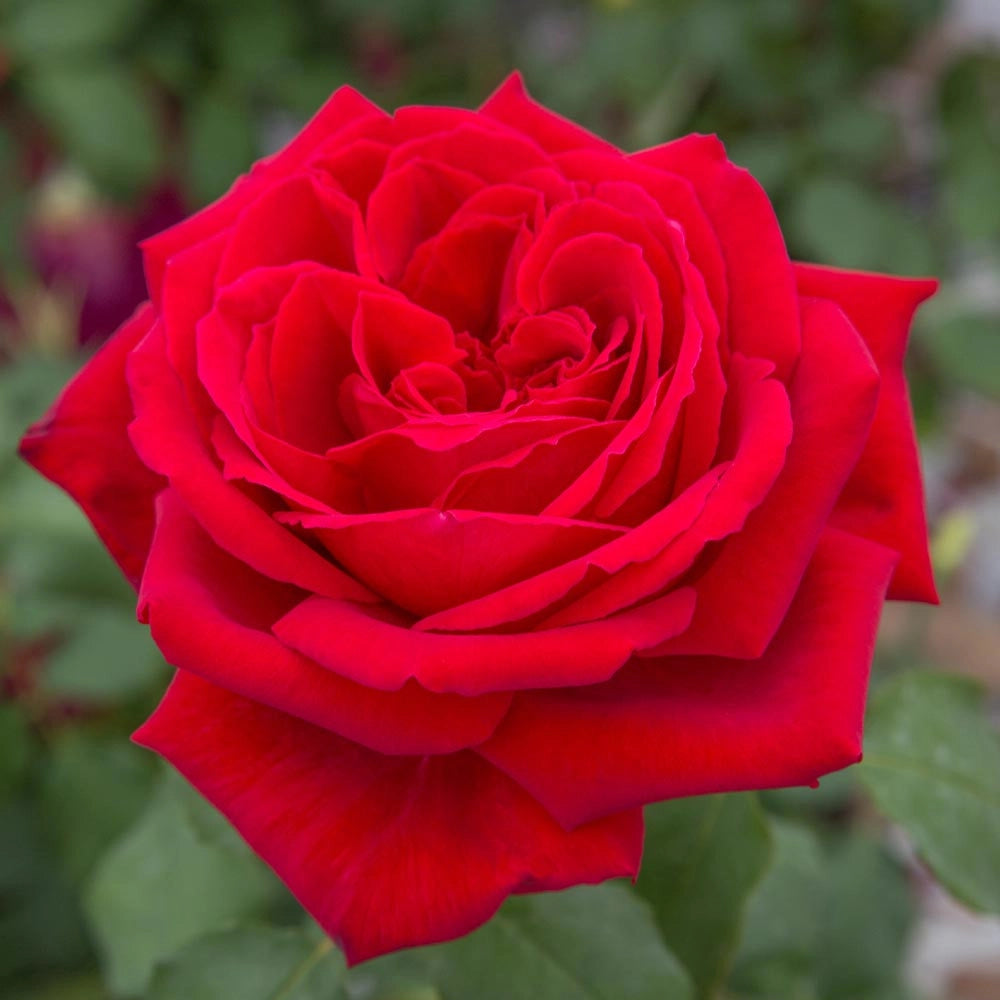 Pianta ALBERO ROSA BREVETTATA BOTERO ®MEILLAND PROFUMATA rossa vaso24 FOTO REALE