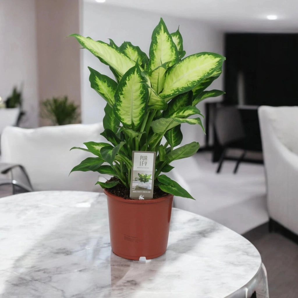 Gardenaria Dieffenbachia 'Camilla' - Pianta da interno ornamentale Altezza: 35 cm (vaso 17)