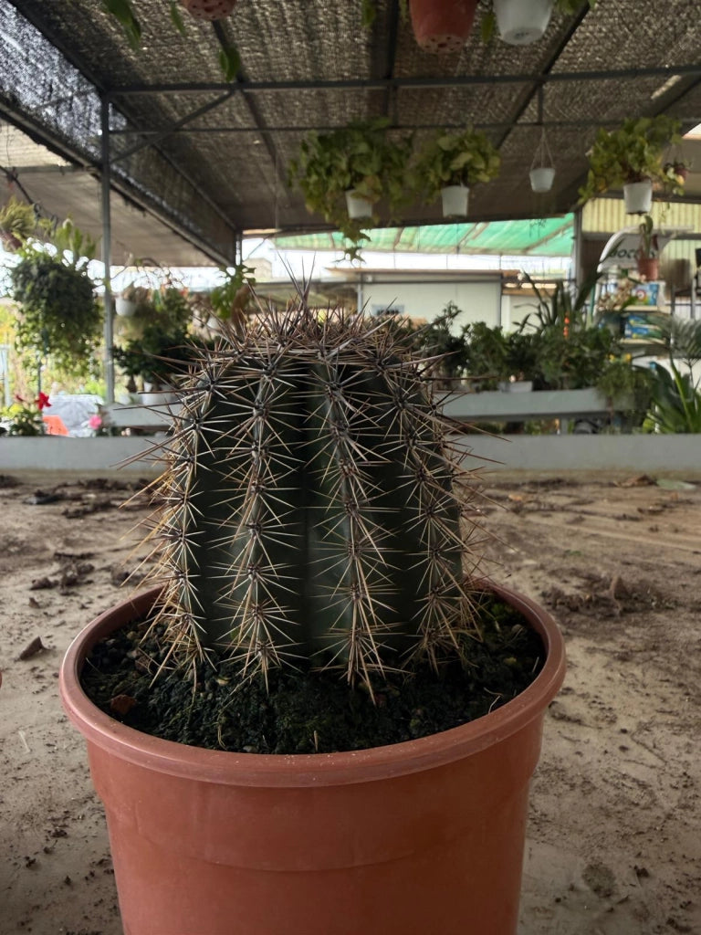 Cactus Saguaro (Carnegiea gigantea) in vaso 17 cm