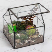 Terrario in Vetro per Piante - Contenitore Decorativo per Piante - 1 pezzo - 5"x4.3"x4.3