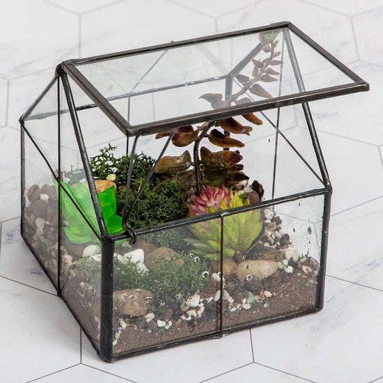 Terrario in Vetro per Piante - Contenitore Decorativo per Piante - 1 pezzo - 5"x4.3"x4.3