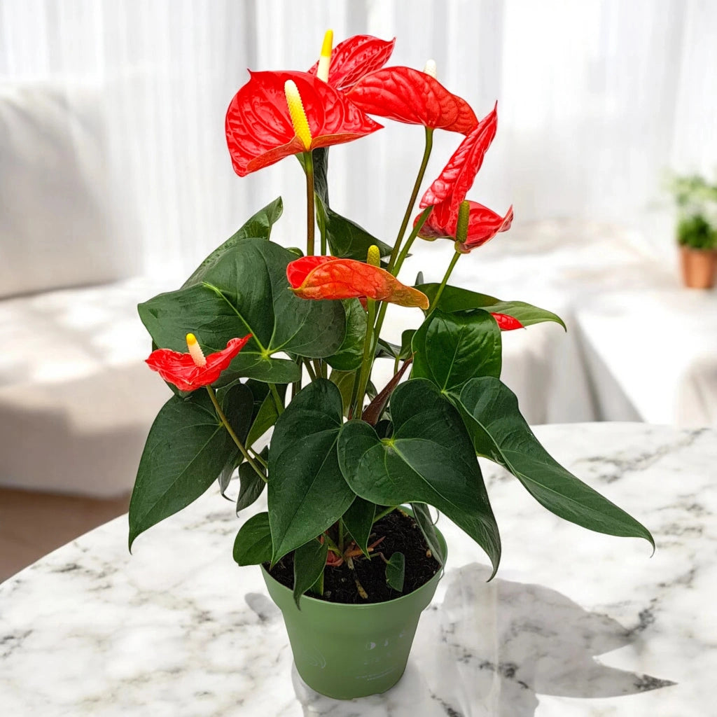 Gardenaria Anthurium andreanum 'Madural' - Pianta da interno ornamentale Altezza: 50 cm (vaso 14)