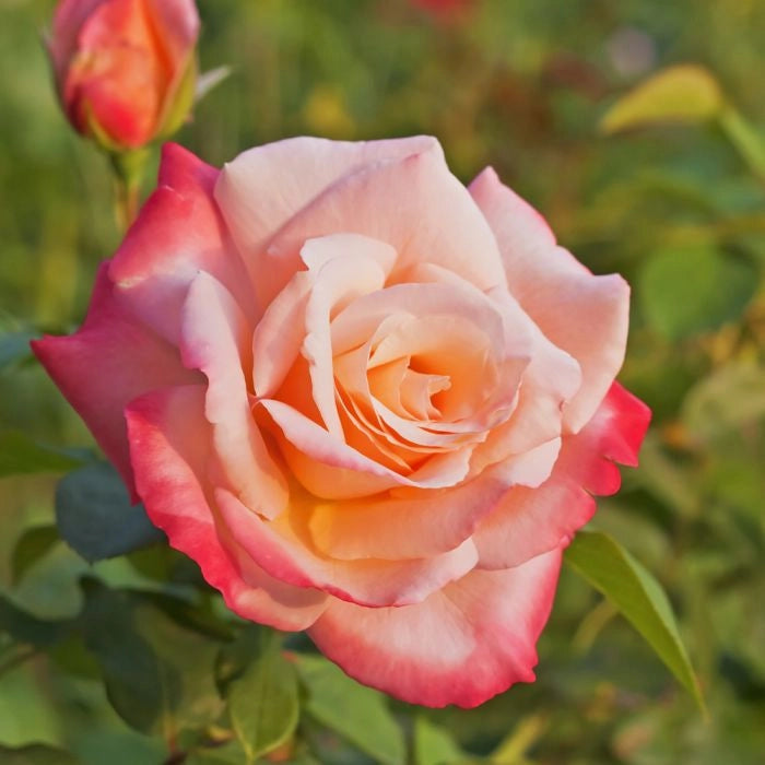 Gardenaria Rosa 'Laetitia Casta' - Rosa da giardino Altezza: 30/40 cm (vaso22)