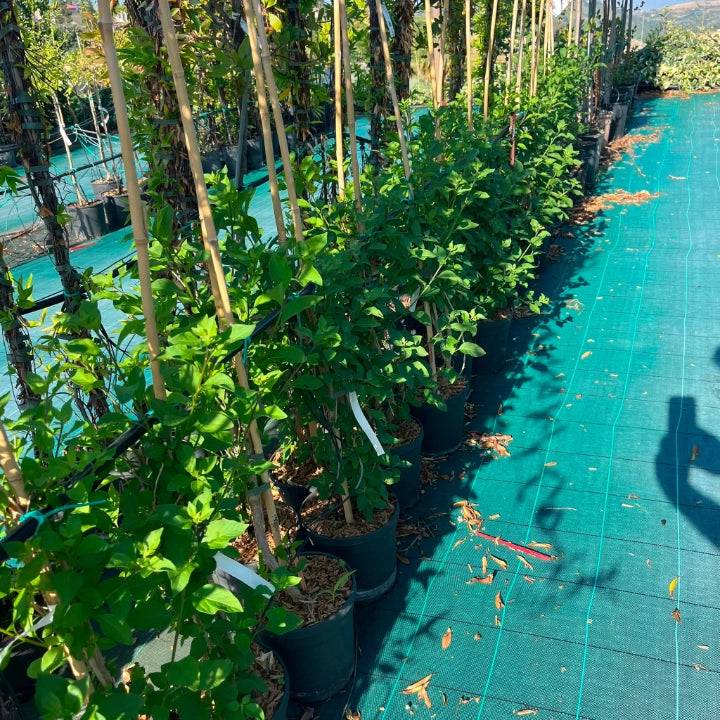 Pianta di Solanum Rantonetti GELSOMINO DEL PARAGUAY CIELO STELLATO h150 CM