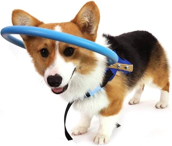 Guida per ciechi per animali domestici - Anello di protezione per animali per prevenire collisioni - Cintura protettiva per animali con cataratta per cani e gatti - Protezione per passeggiate all'aperto per prevenire incidenti.