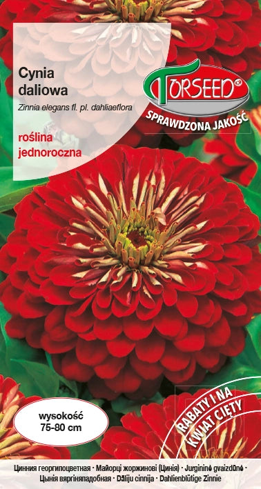 Dahlia zinnia - Zinnia elegans dahliaeflora rosso scuro 1g