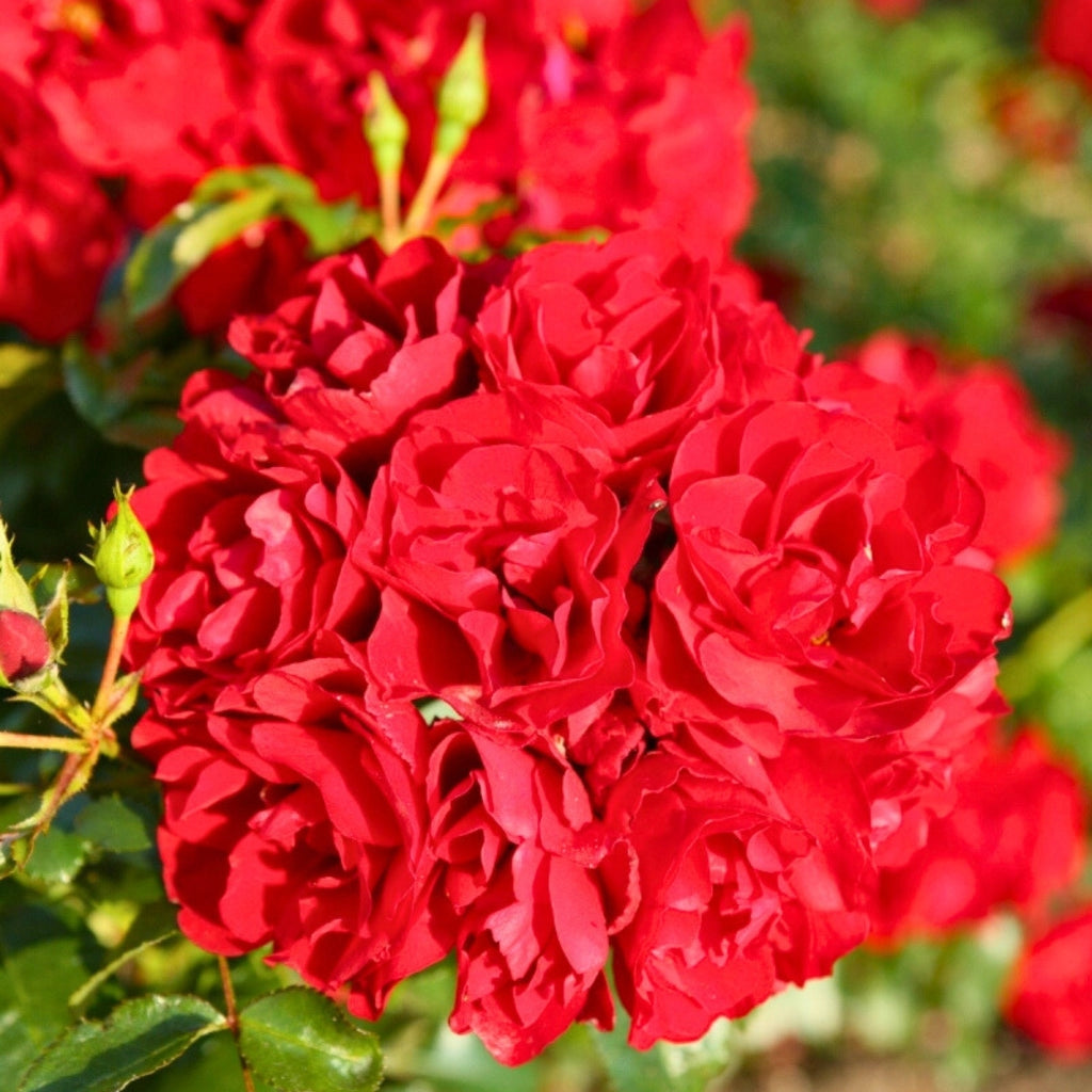 Gardenaria Rosa 'Red Mirato' - Rosa da giardino Altezza: 25/30 cm (vaso15)