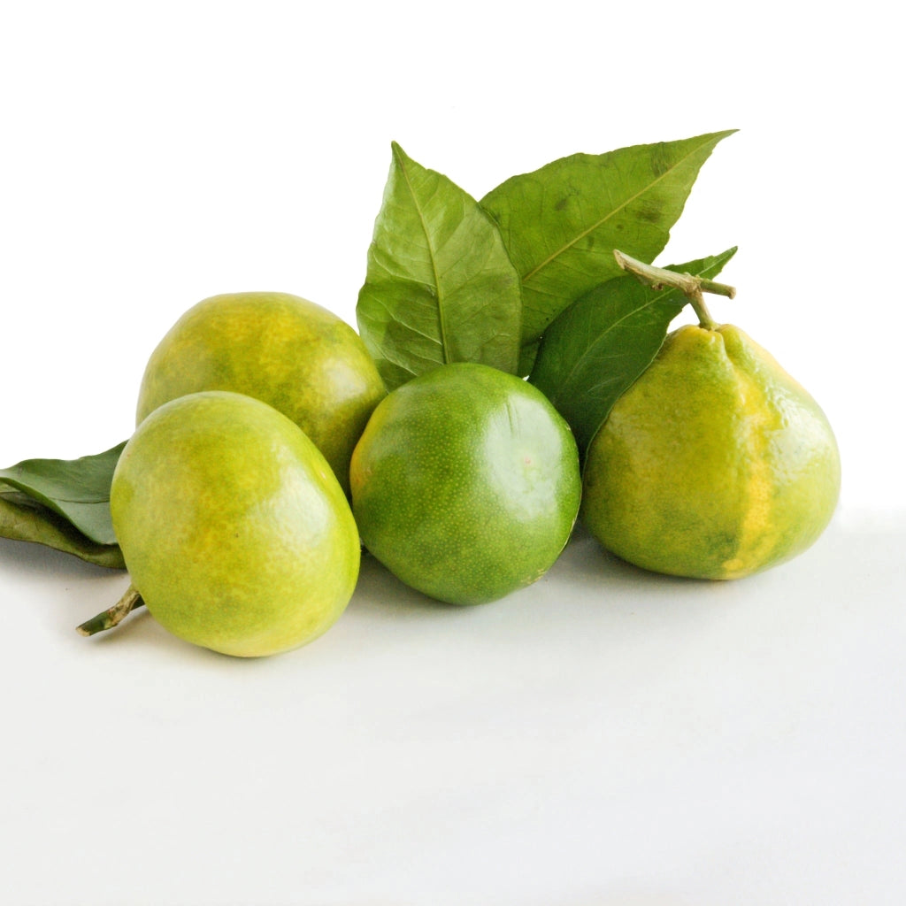 Gardenaria Satsuma - Citrus unshiu 'Miyagawa' - Pianta di agrume da frutto in vaso Altezza: 70/80 cm (vaso 22)