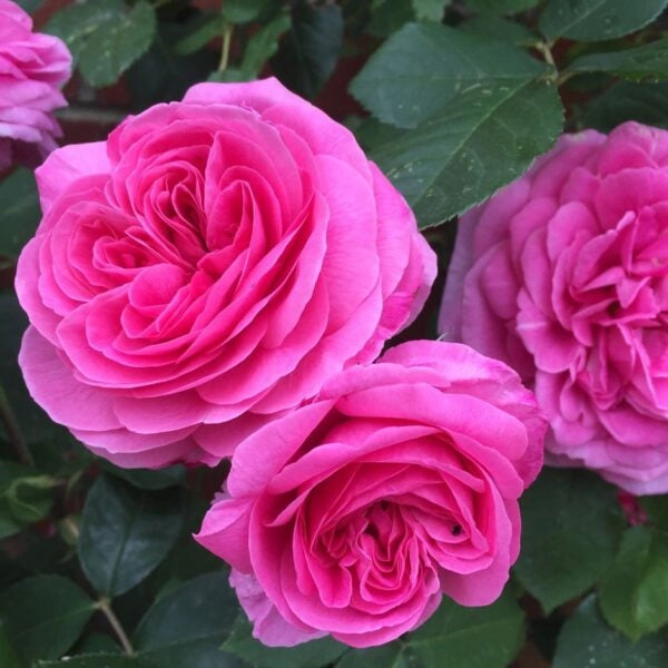 Rosa Gertrude Jekyll: profumo intenso e fioritura romantica inglese