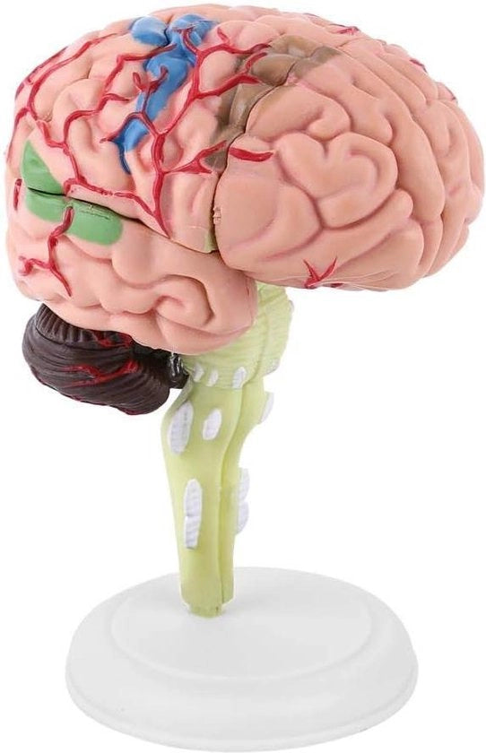 Modello Anatomico del Cervello Umano per Educazione Medica - Sezione Transversale Plastica