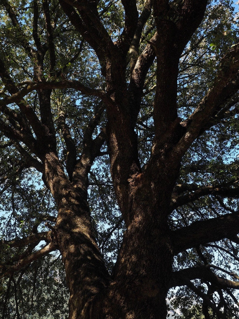 CINNAMOMUM CANPHORA (ALBERO DELLA CANFORA) VASO 18