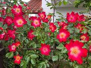 Gardenaria Rosa 'Cocktail' - Rosa da giardino Altezza: 40/50 cm (vaso20)